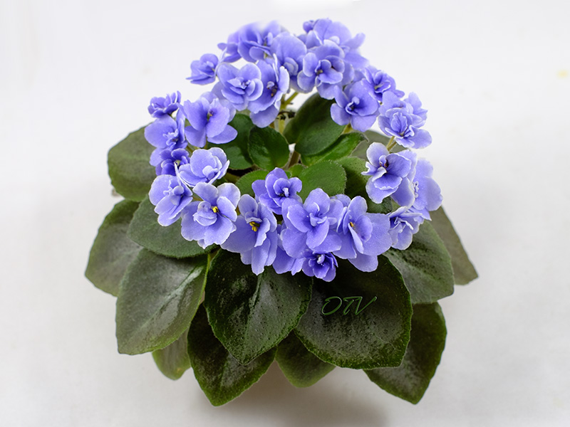 Honey Blue Ace (H. Pittman)