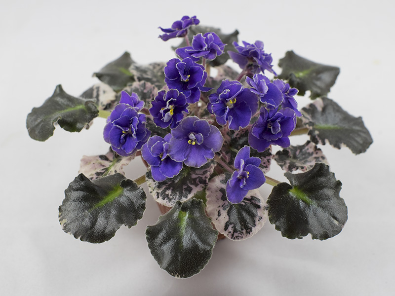 Aca`s Daphne (Brownlie)