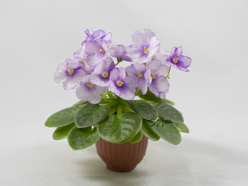 Aca`s Eloise (Brownlie)