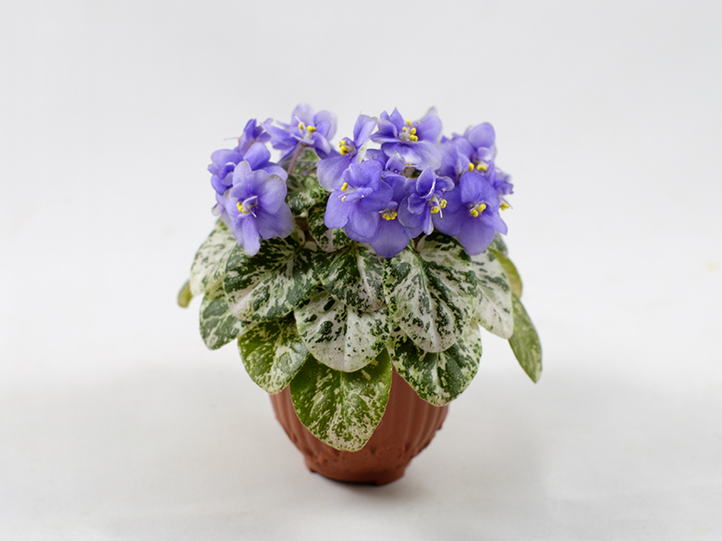 Shirl`s Lavender Blue (Sanders)