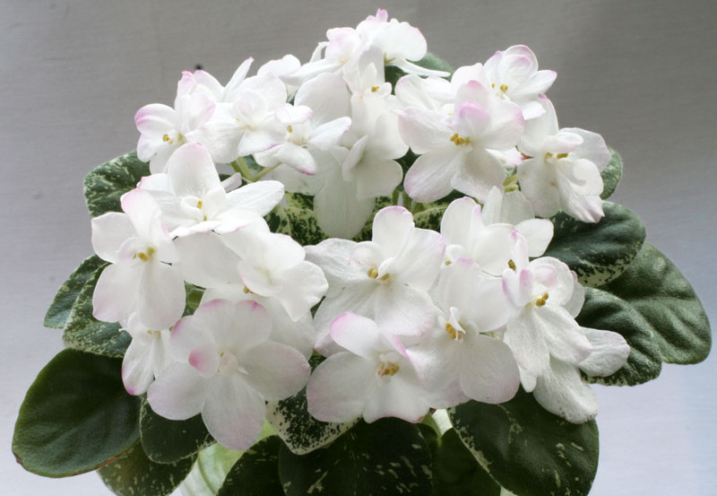 Shirl's-Touch-o'Pink.jpg