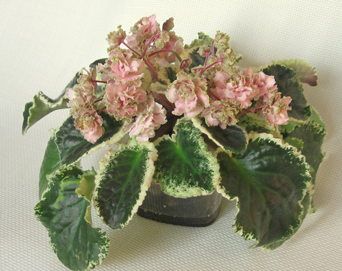 Ma's-Corsage.jpg