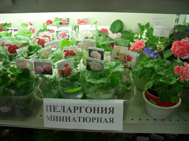 CIMG0025.JPG