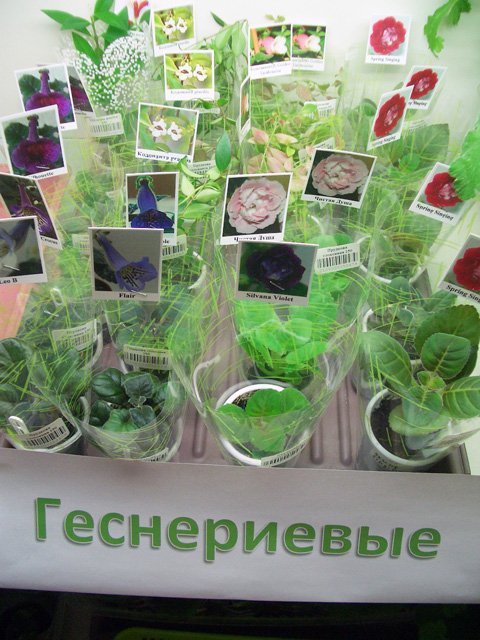 CIMG0040.JPG