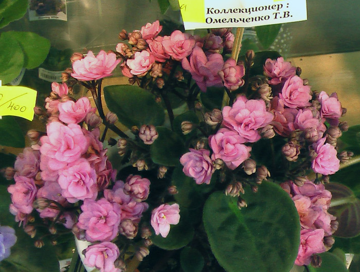 Rondita.Колл.Т.Омельченко.JPG