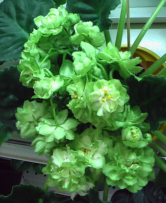 Spring Rose.Колл.Н.Дорофеев.JPG