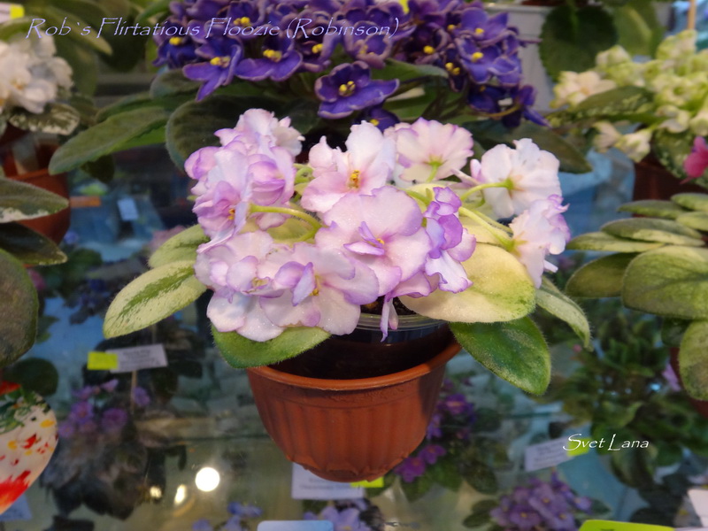 Rob`s Flirtatious Floozie (Robinson)