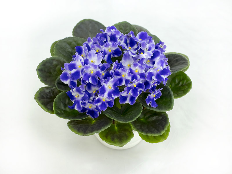Optimara Ultra Violet. Колл.Н.Дорофеев