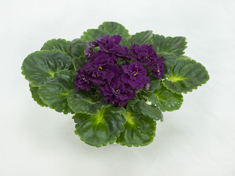 Harmony's Frilly Girl (Harmony Greenhouse). Колл.Л.Пак