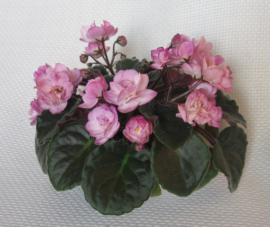 Ness'-Snow-rose.jpg