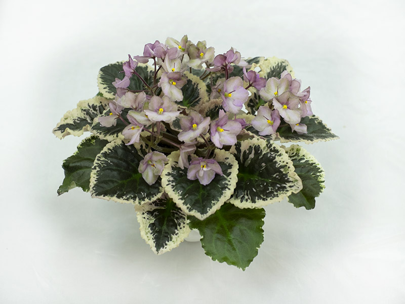 Wild Irish Rose (S.Sorano). Колл.Н.Дорофеев