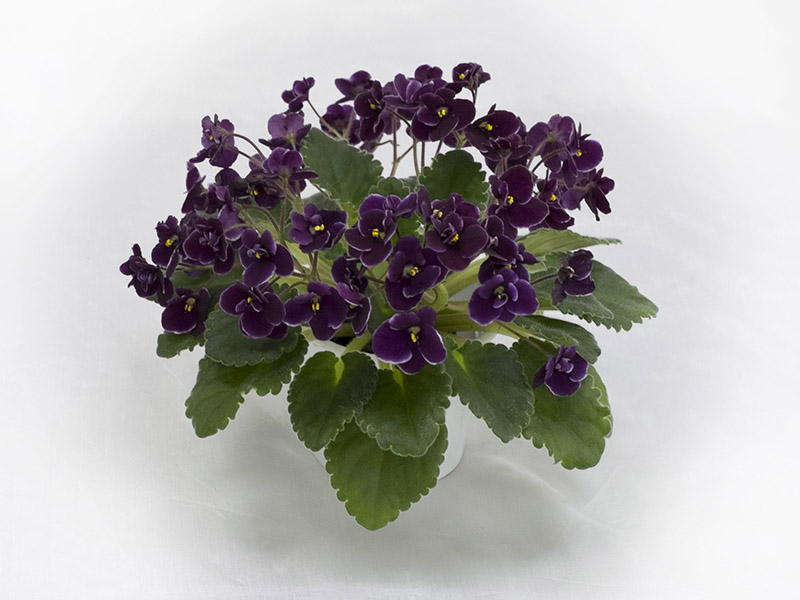 Mac's Glacial Grape (G.McDonald). Колл.Т.Омельченко