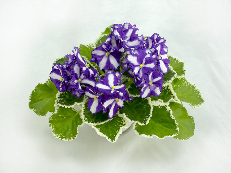 Victorian Ribbons (S.Sorano). Колл.О.Стуленкова