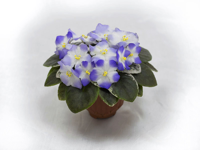 Shirl's Hawaiian Lei (S.Sanders). Колл.Т.Омельченко