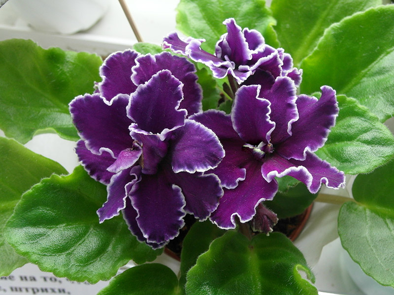 ЛЕ-Мачо. Кол. Стуленкова.jpg