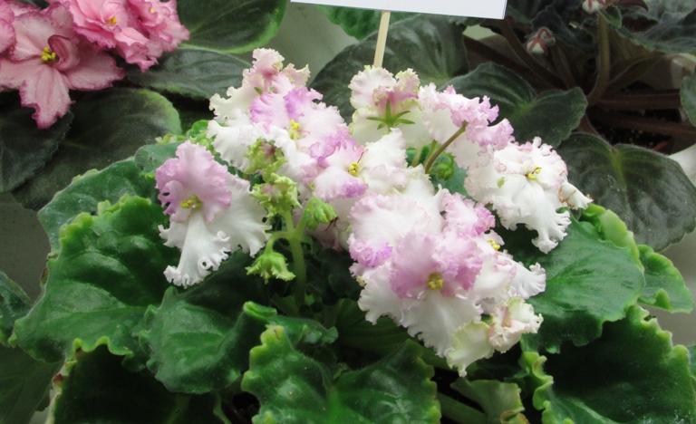 Lime Jewel Калгины