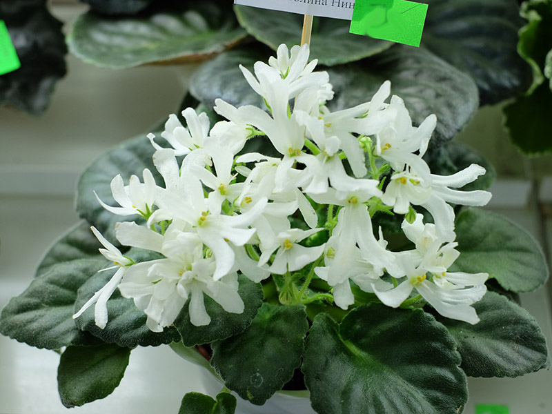 Lynar Lily-white. Кол.Неволина.jpg