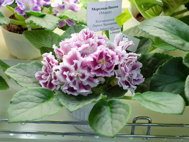 Морозная Вишня. Кол. Черепанова.jpg