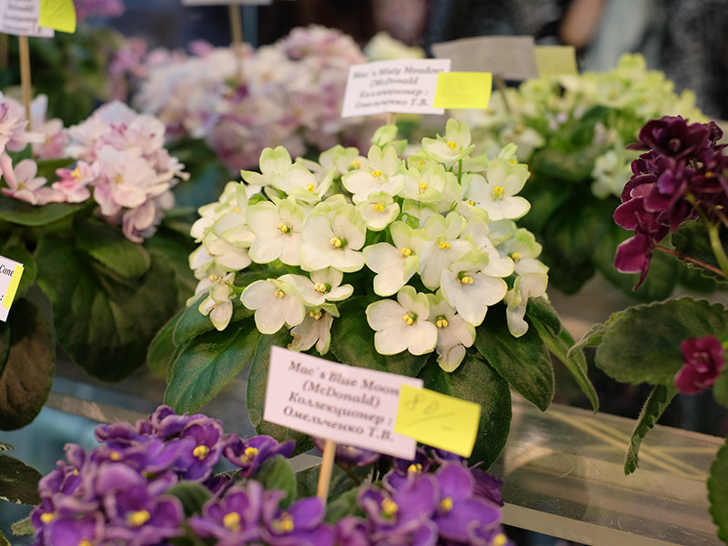 DSCF7717.jpg