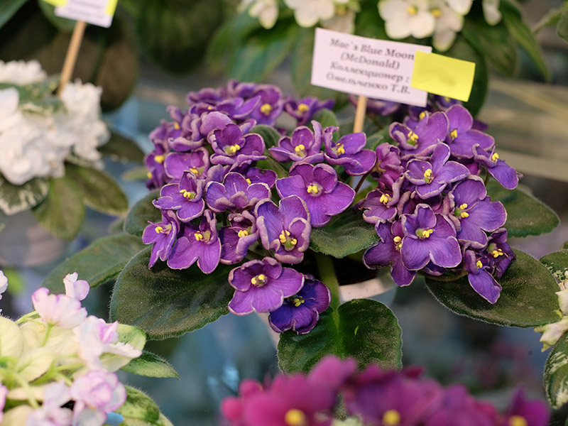 DSCF7718.jpg