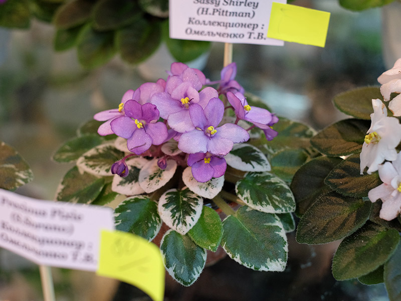 DSCF7725.jpg