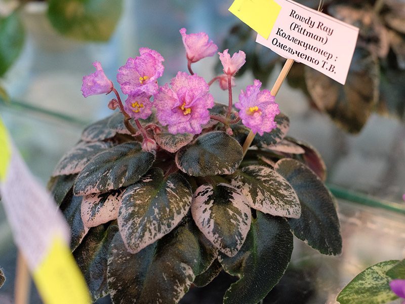DSCF7728.jpg