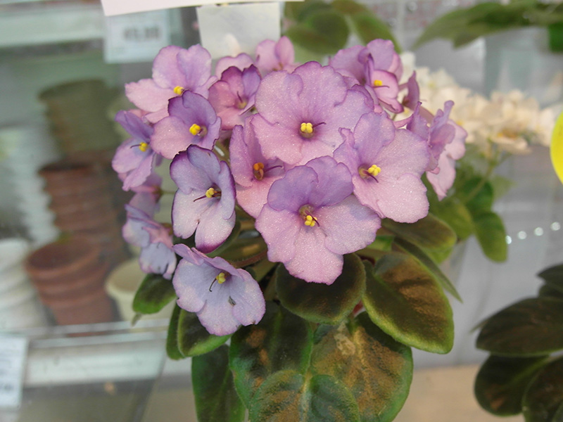 Jolly Lilac (Pittman).jpg