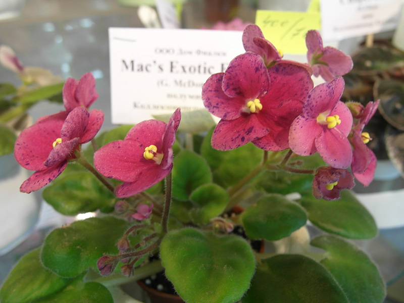 Mac`s Exotic Elixir (McDonald).jpg