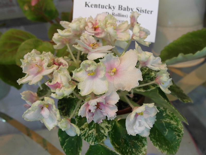 Kentacky Baby Sister (Rollins).jpg