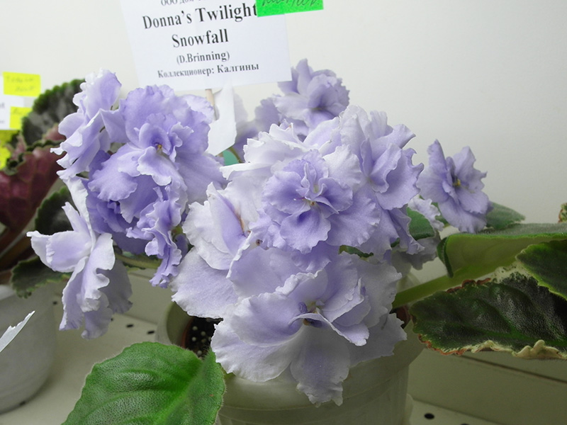 Donna`s Twilight Snowfall (Brinning).jpg