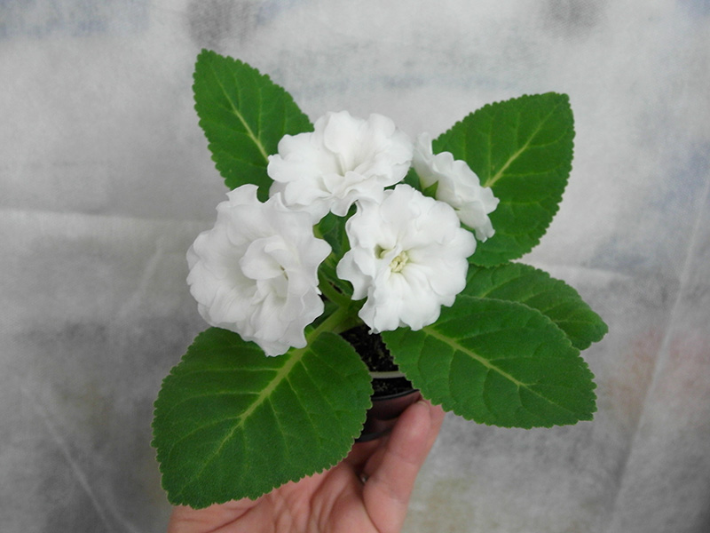 глоксиния Silvana White.кол.Прудкова.jpg