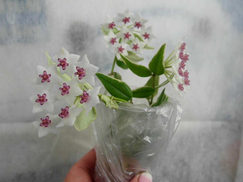 Hoya Bella Variegata.кол.Прудкова.jpg