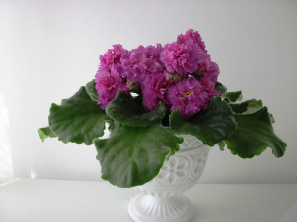 ЛЕ-Мария-Мирабелла2.jpg