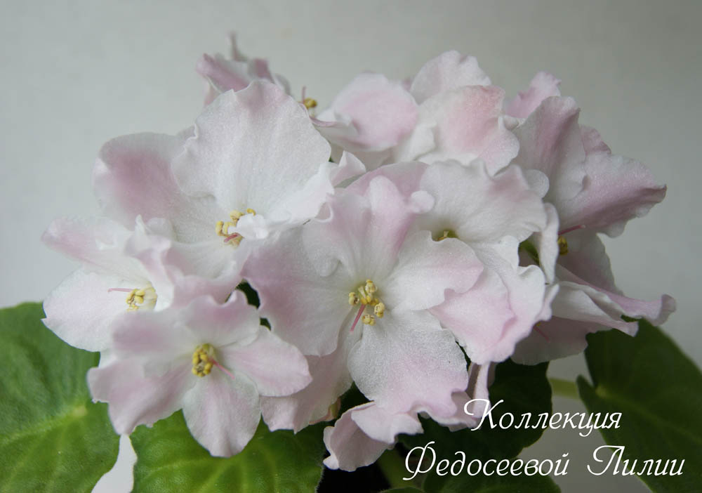 посев м.jpg