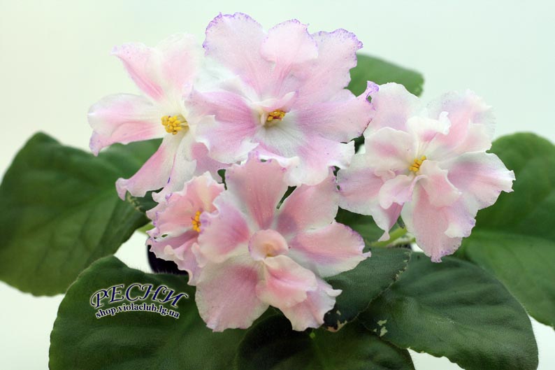 Копия IMG_6546 копия.jpg