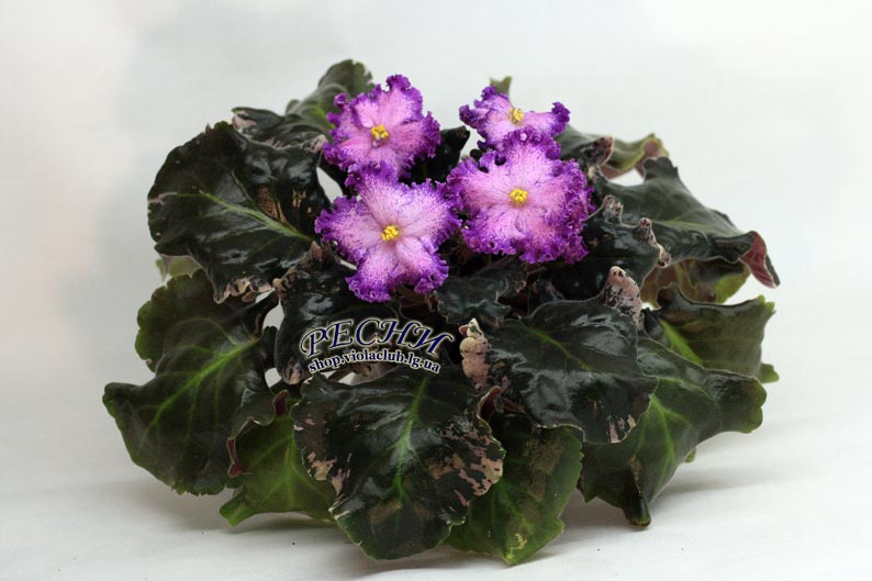 Копия IMG_8503 копия.jpg