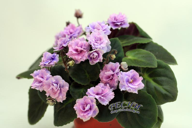 IMG_4091 (212) копия.jpg