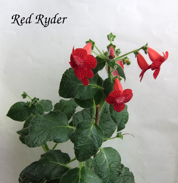 Red-Ryder.jpg
