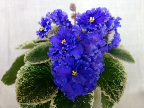 ЛЕ-Грезы Султана.jpg