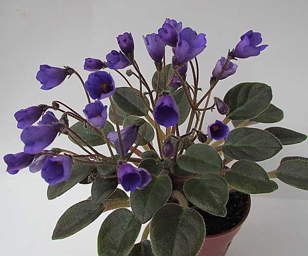 Vallarta Campanas Moradas