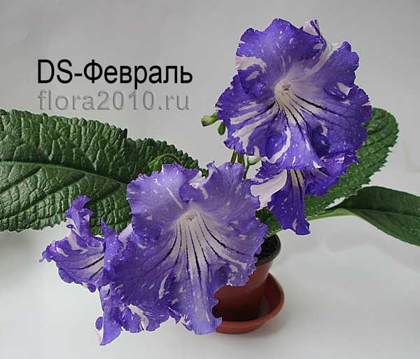 DS-Февраль.jpg