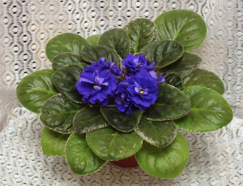 Ma's Blue Turtle
