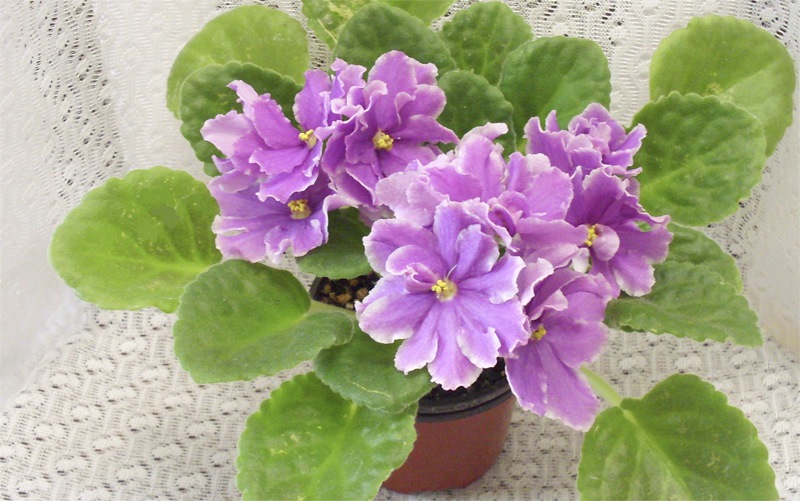 ЛЕ-Фуксиевая Балерина