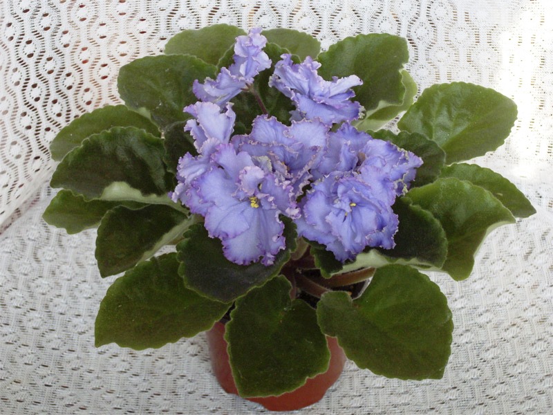 ЛЕ-Лунные Грезы