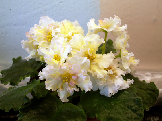 Sunkissed Rose.JPG