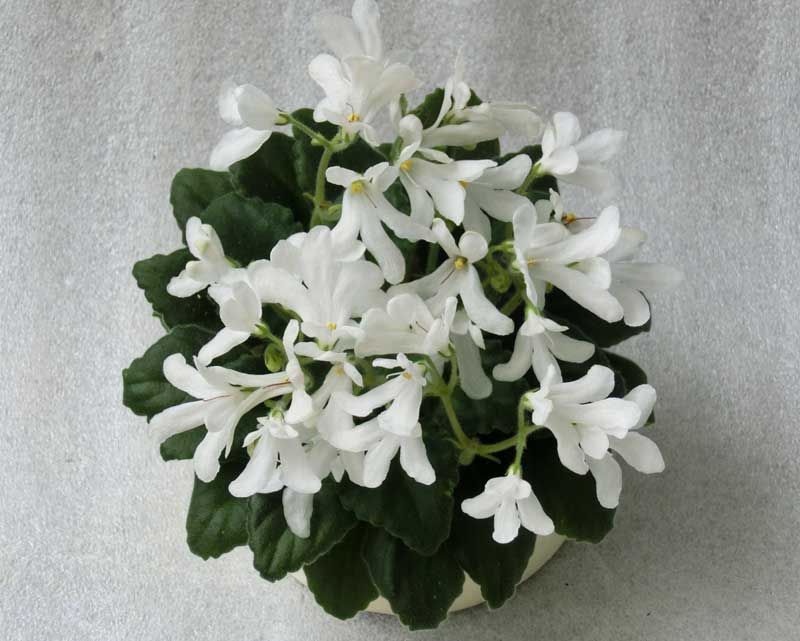 Lunar-Lily-white.jpg