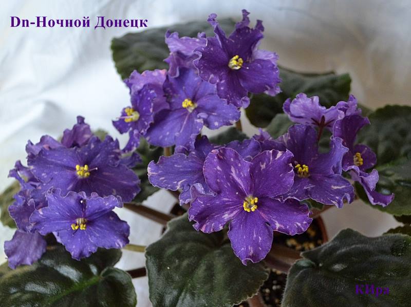 Dn-Ночной Донецк.JPG