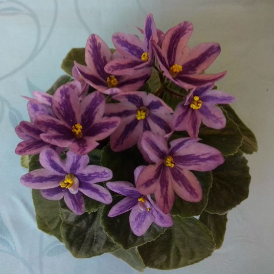 DS-Лавандовая Сказка.jpg