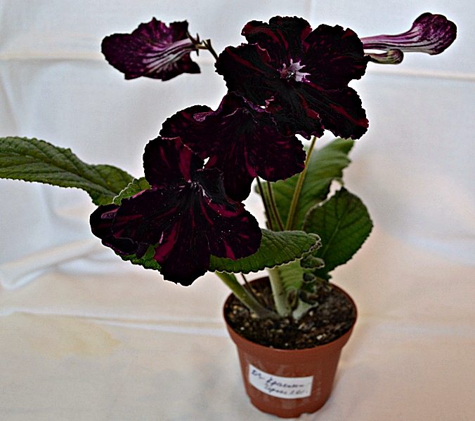 ds_kr_i_chornoe22_151.jpg