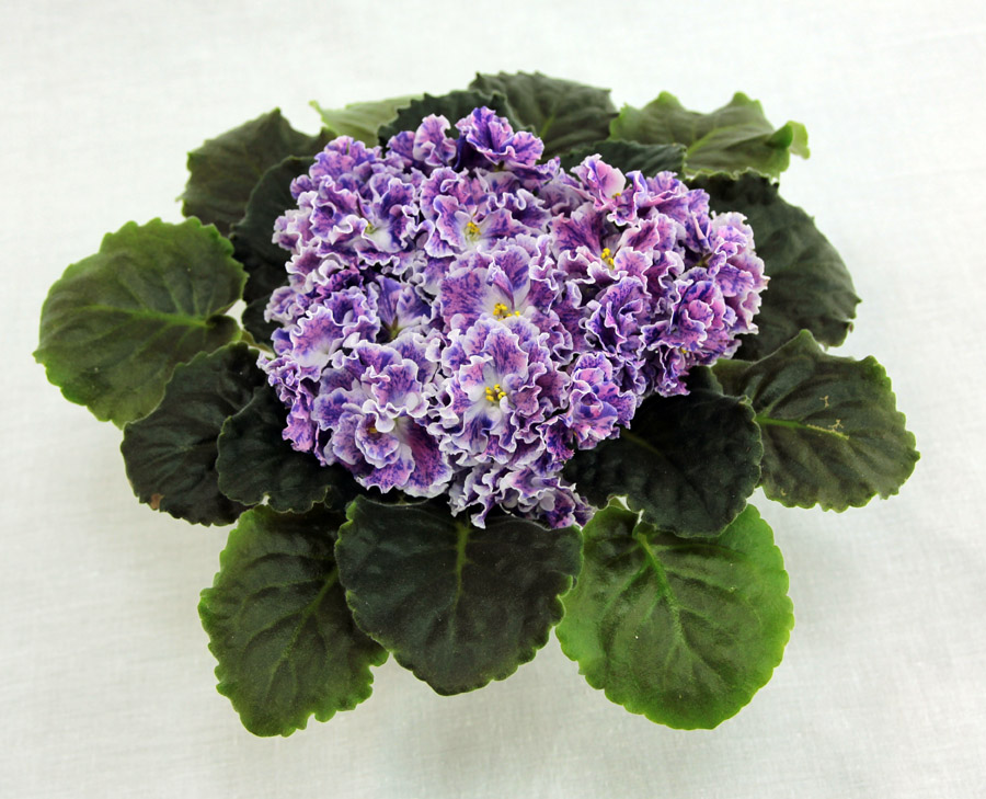 1 место – ЛЕ-Розмари (Е. Лебецкая), колл. Т. Кузина